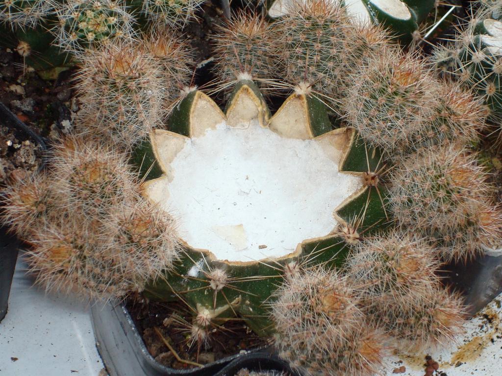 Eigene Echinopsis/Schickaufzucht4.jpg